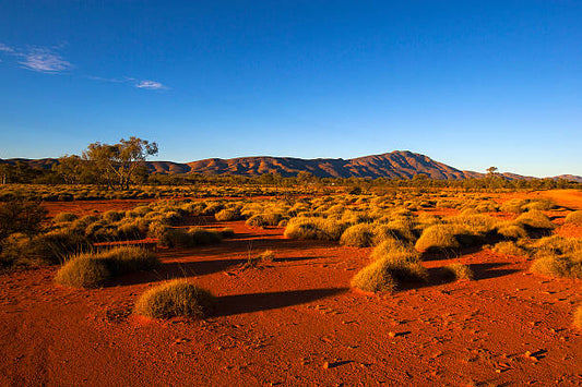Outback in Bloom: Why Spring Is the Best Time to Explore Inland Australia
